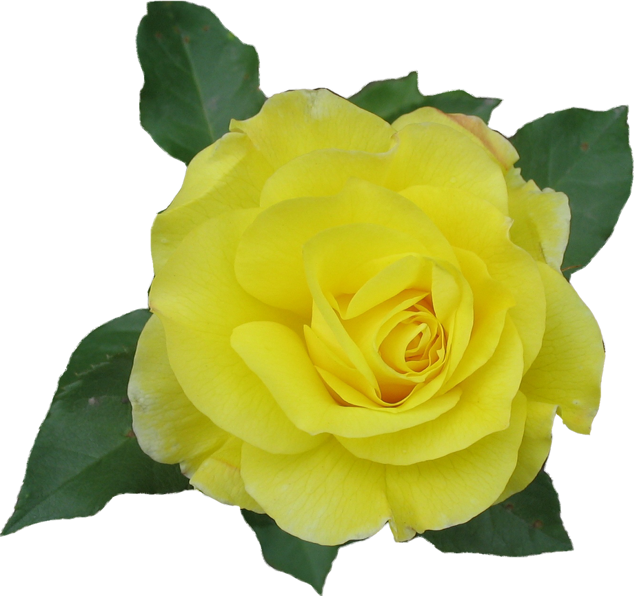 clipart rose jaune - photo #49