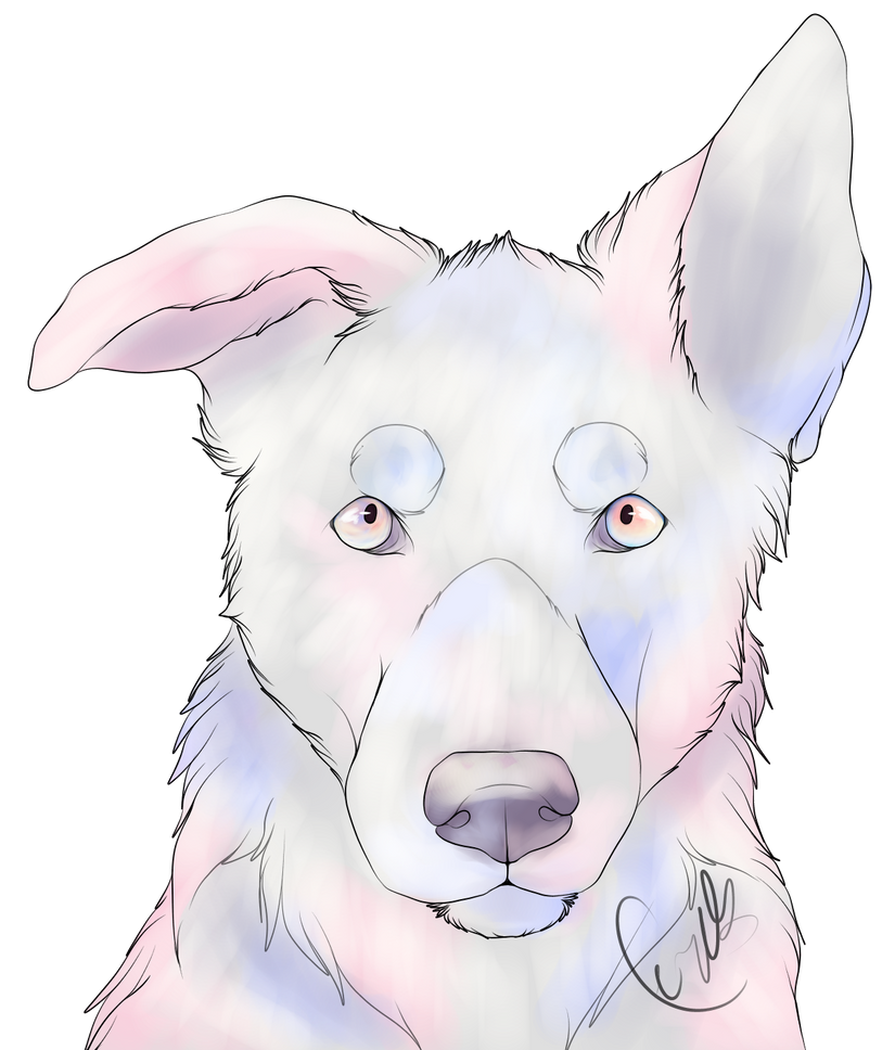 cottonpup_by_dogsick-db3o38w.png