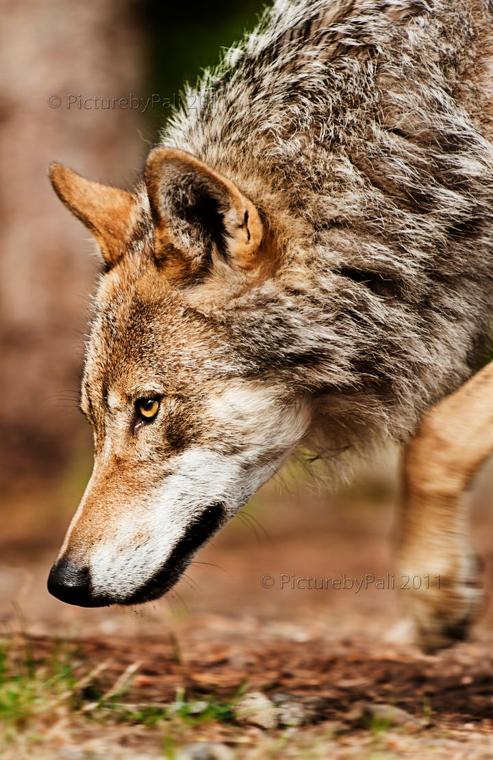 prowling_wolf_by_picturebypali-d4bw3yw.jpg
