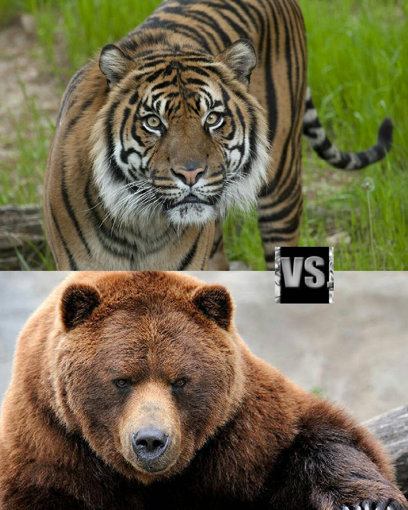 Have Fun with the Tiger vs. Bear No Download Slots
