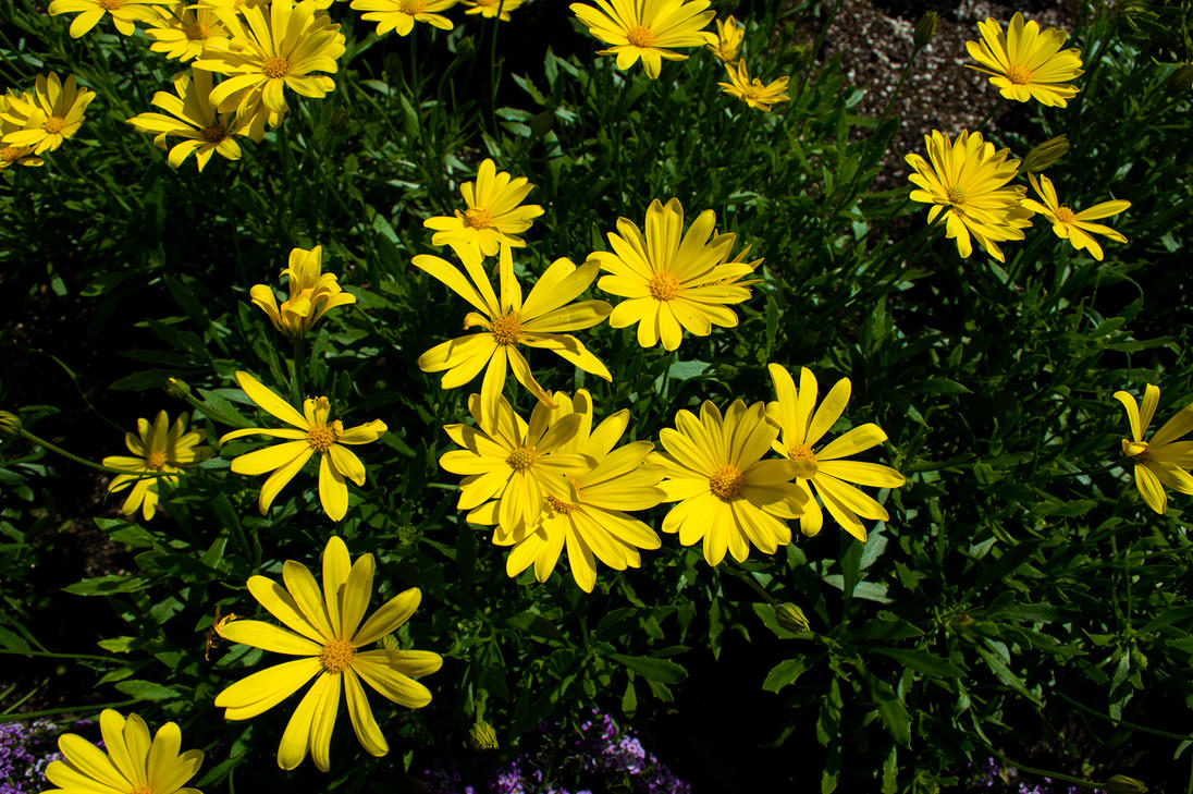 Calendula arvensis - Field Marigold by Morsoth on DeviantArt